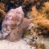 Sea snail