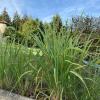 Lemongrass