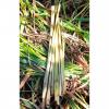 Cymbopogon Nardus