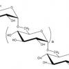 Dextran schematic