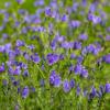 Dwarf Bedder
