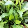 Eruca Sativa