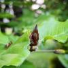 Fagus sylvatica Bud