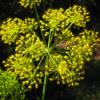 Fennel