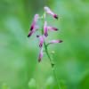 Fumaria Officinalis