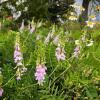 Galega officinalis (Goat's Rue) extract