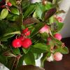 Wintergreen Oil