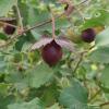 Levant cotton