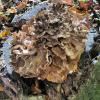 Maitake