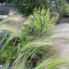 Golden Barley