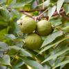Juglans nigra