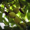 Juglans Mandshurica