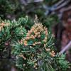 Cedarwood