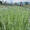 French lavender