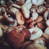 Lentinus Edodes