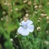 Linseed