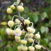 Litsea Cubeba