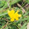 Lotus Japonicus