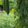 Egyptian cucumber; Vietnamese luffa