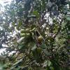 Macadamia Ternifolia