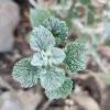 Horehound