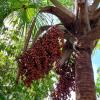 Buriti
