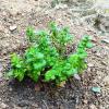 Spearmint