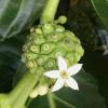 Indian Mulberry