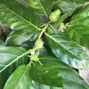 Noni
