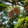 Morus Alba Root Extract