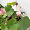 Nelumbo Nucifera