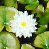 Nymphaea Alba