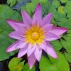 Blue Lotus