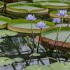 Giant waterlily or Blue waterlily