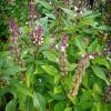 Sweet Basil, also called Common Basil