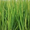 Oryza Sativa Bran Wax
