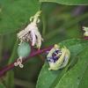 Passionflower