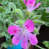 Pelargonium Graveolens Flower