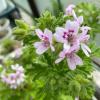 Geranium Rose