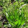 Plantago Lanceolata
