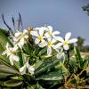 Frangipani