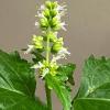 Patchouli