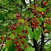 Prunus Cerasus