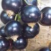 Black Currant