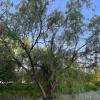 Salix Nigra
