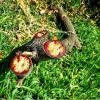 Dragon's Blood
