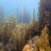 Sargassum Fusiforme Extract