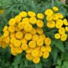 Tanacetum annuum