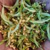 Tilia Vulgaris Flowers