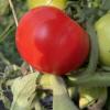 Hydrolyzed Tomato Skin